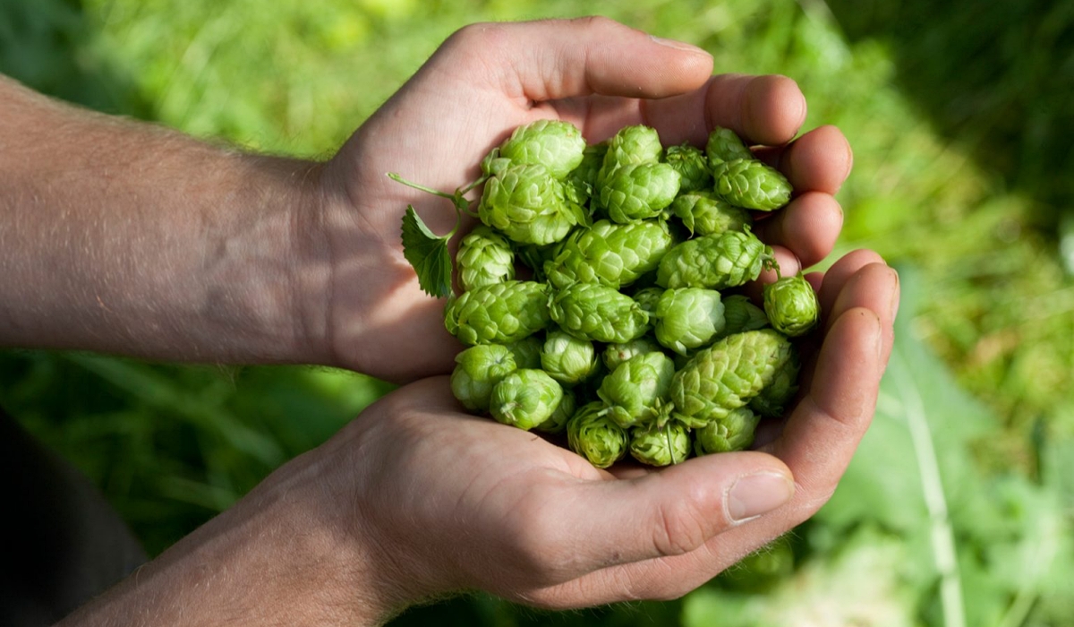 Haas Adds Six New Hops To Its Portfolio Brewers Journal Canada 2320